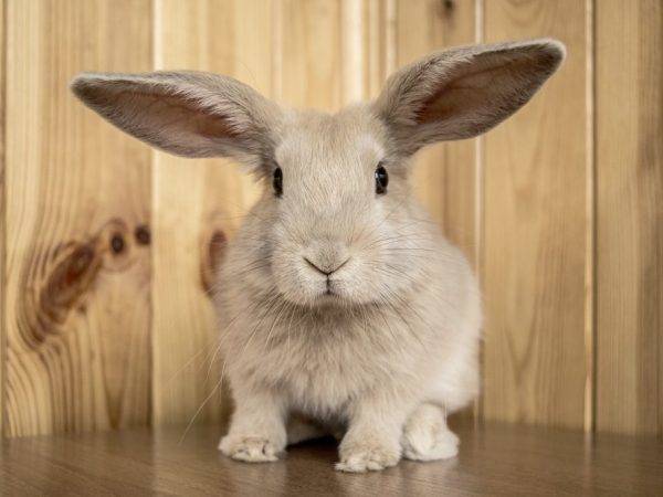 Факты о кроликах. кролики — интересные факты | интересные факты