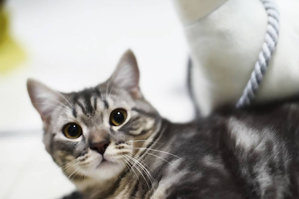 Американская короткошёрстная кошка: подробное описание, фото, купить, видео, цена, содержание дома