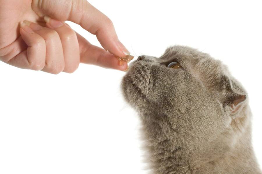 Как приучить котенка к рукам: быстрые и простые советы
