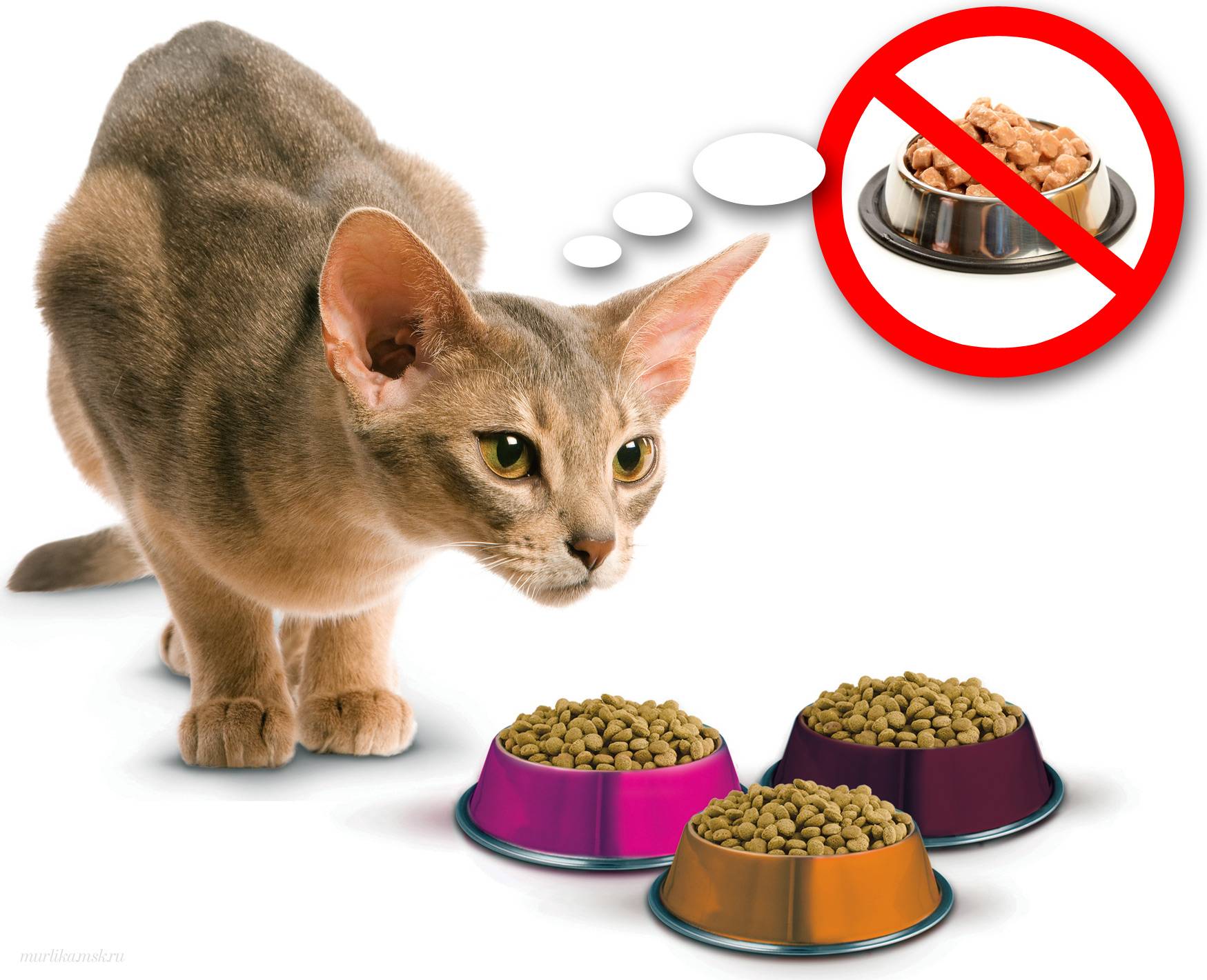 Правильное кормление кошек: какое лучше выбрать — натуральное или покупное