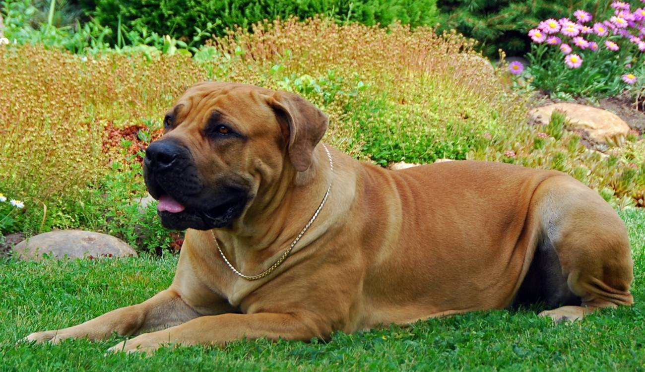 Бурбуль южноафриканский: как выглядит собака с человеком на фото, описание породы и отзывы владельцев о питомниках