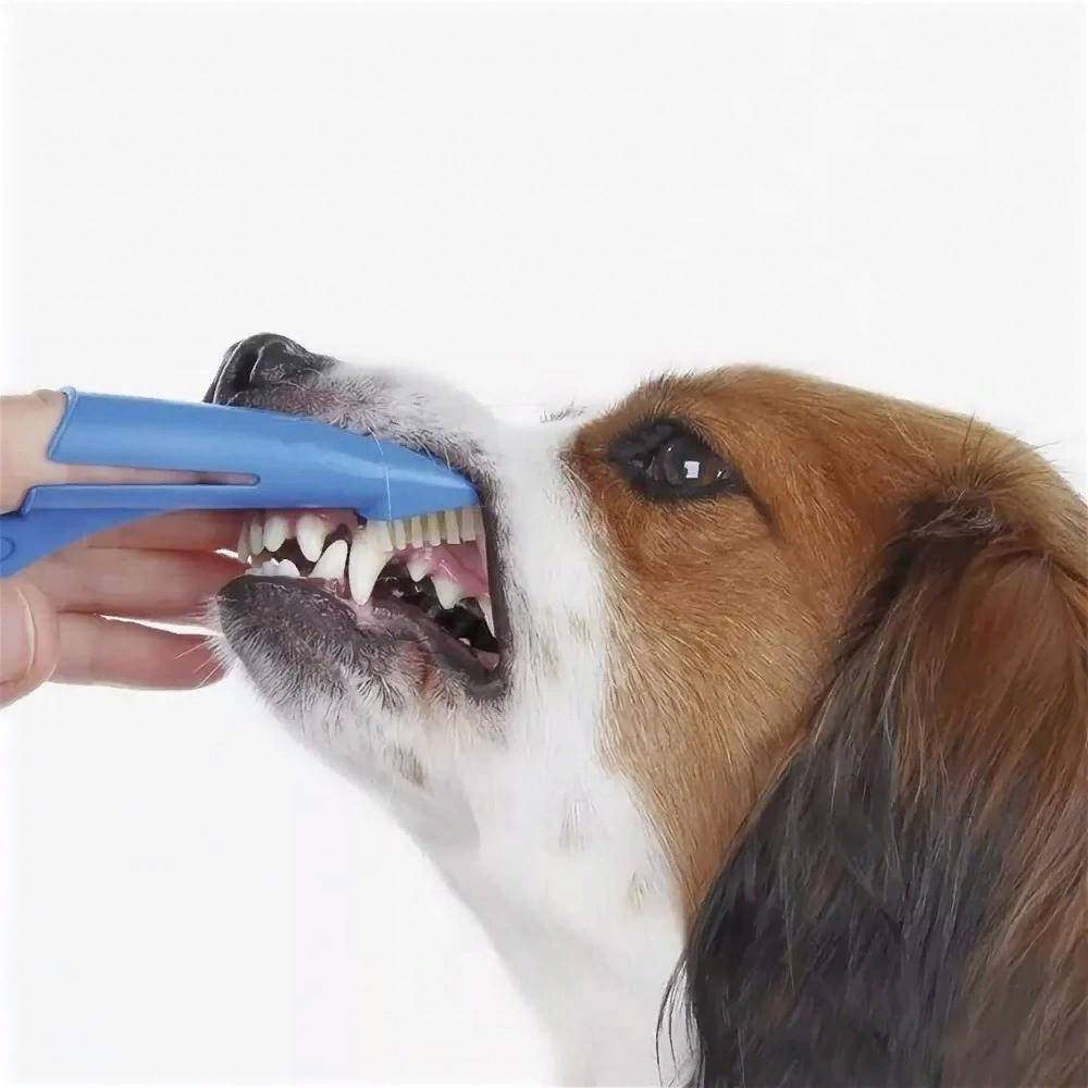 Как чистить зубы собаке: обзор щёток и специальных паст