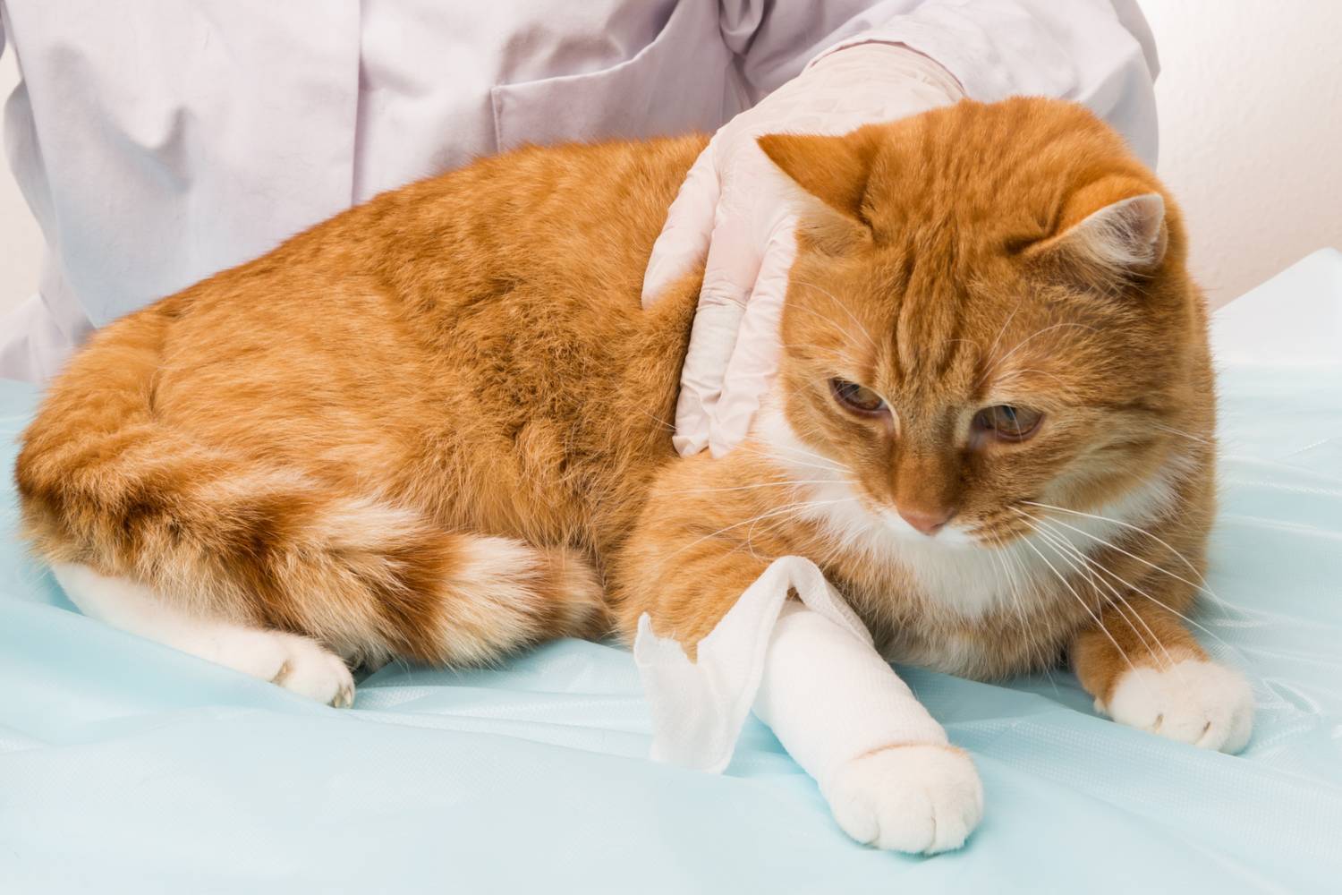 Цистит у кошек: симптомы, диагностика, лечение, профилактика  | блог ветклиники "беланта"