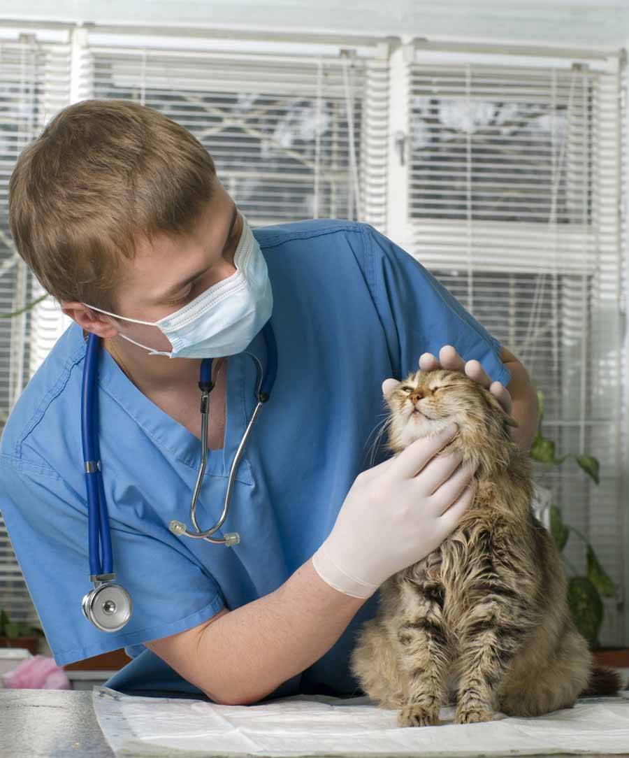 Ветеринарные услуги: усыпление животных – ветеринарные клиники ушихвост, полный спектр услуг для животных.