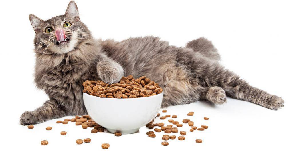 Чем лучше кормить котов и кошек: дельные рекомендации ветеринаров