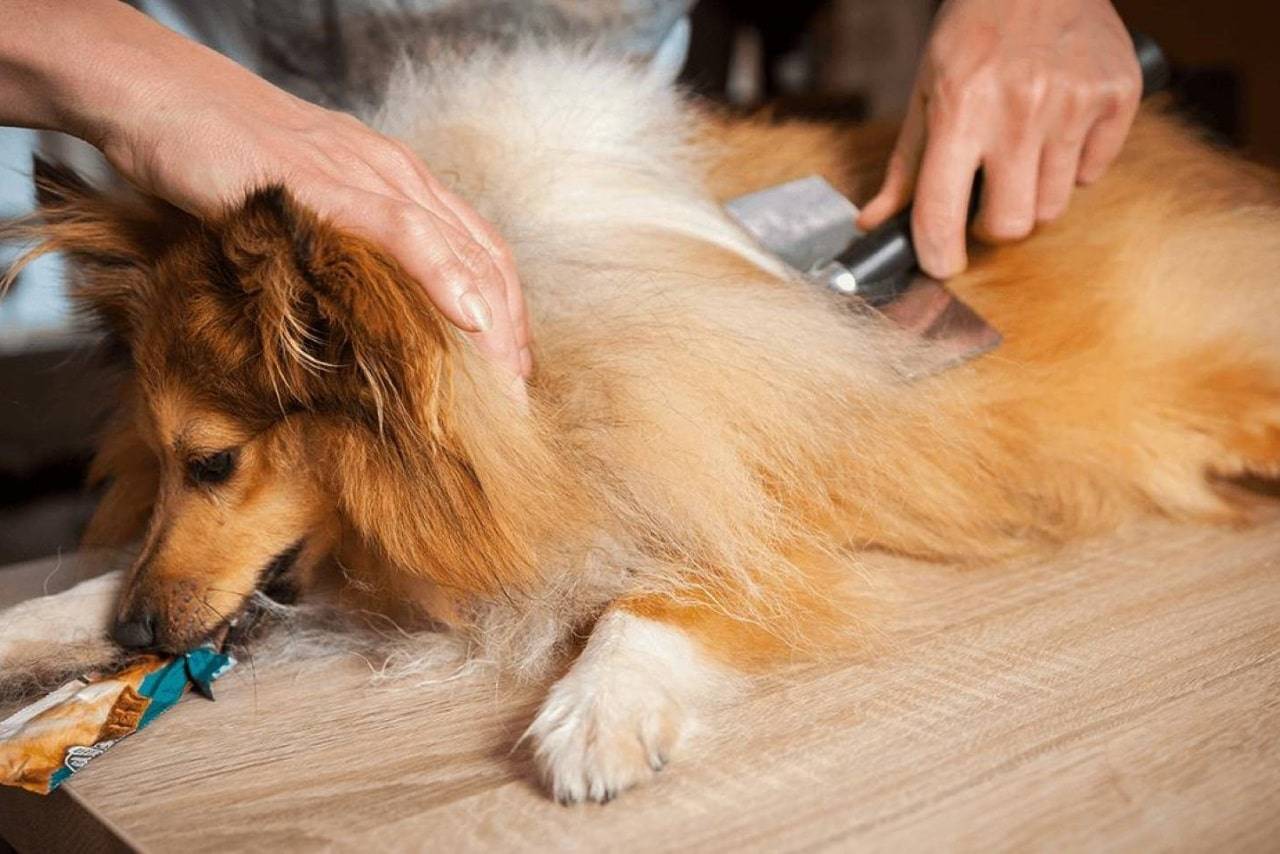 Перхоть у собаки почему, причины и лечение | блог ветклиники "беланта"
