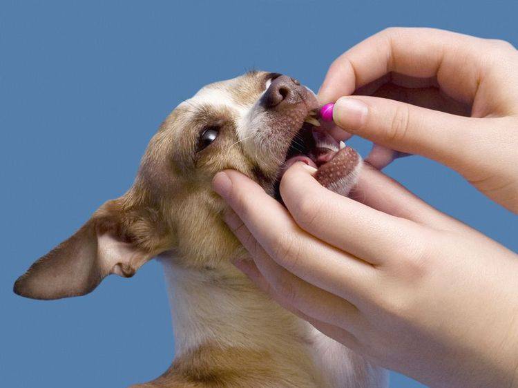 Как давать препараты животным - ветеринарные клиники ситивет
