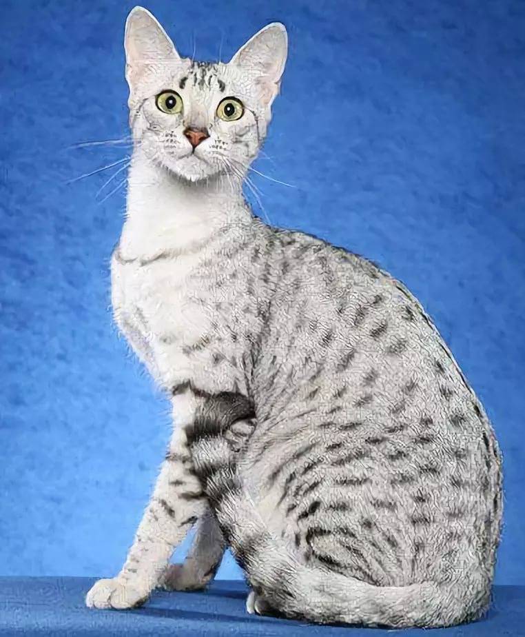 Египетская кошка мау. особенности, образ жизни и уход за египетской кошкой мау