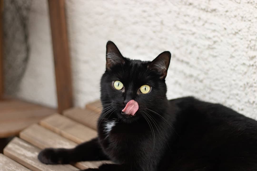Бомбейская кошка (бомбей) - фото, цена котенка, описание характера и внешнего вида