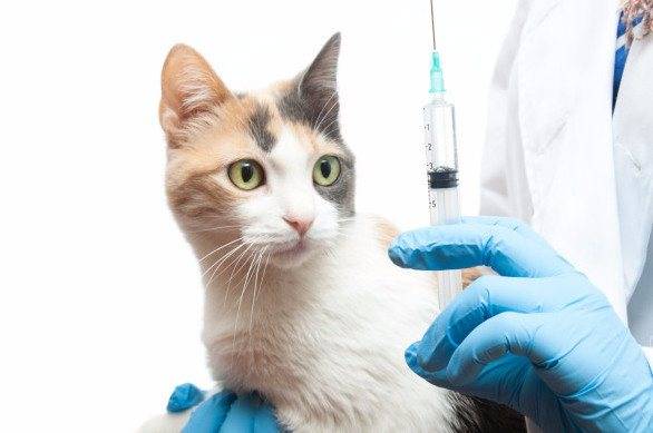 Гамавит для кошек - как колоть и дозировка, состав витаминов, условия хранения и отзывы