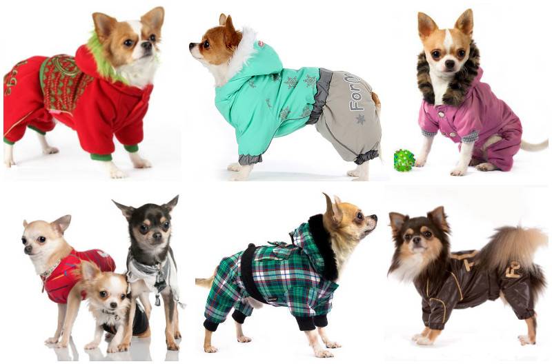 Одежда для маленьких собак: как выбрать, сшить самостоятельно