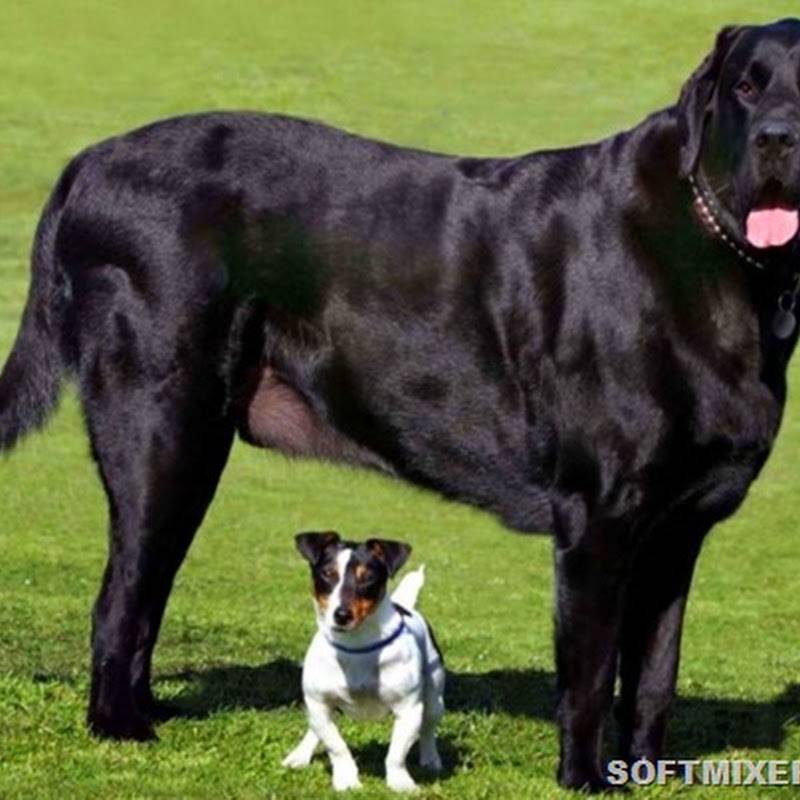 Топ-10: самые крупные породы собак в мире (с фото и описаниями) | «дай лапу»