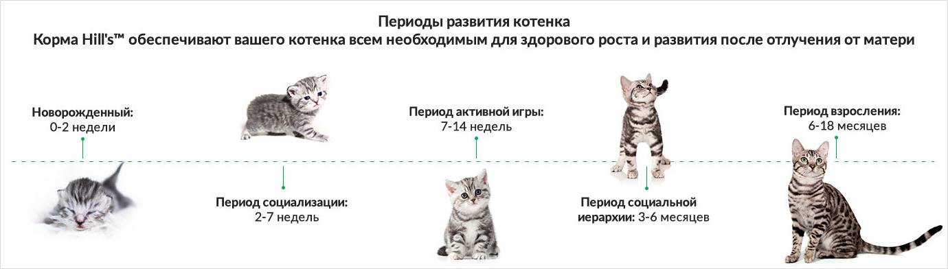 Ранняя смертность котят (синдром угасающего котенка)