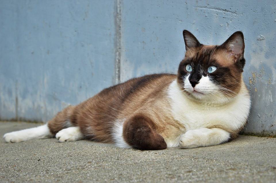 Сноу шу кошка: фото, характер, уход и содержание, цена котят