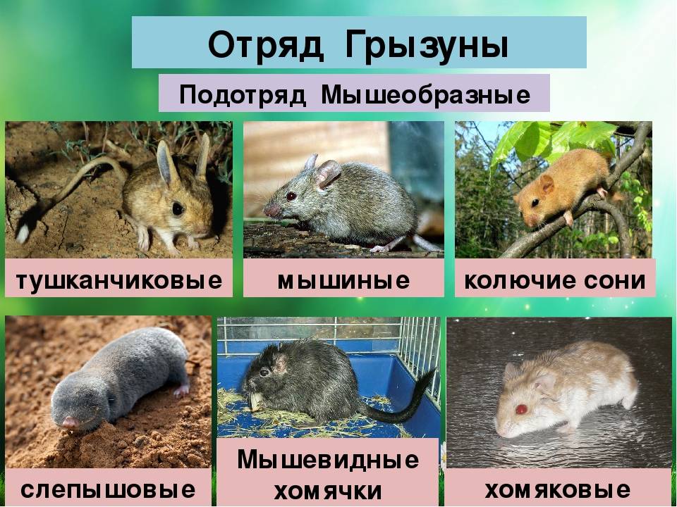 Доклад сообщение кролики домашние животные
