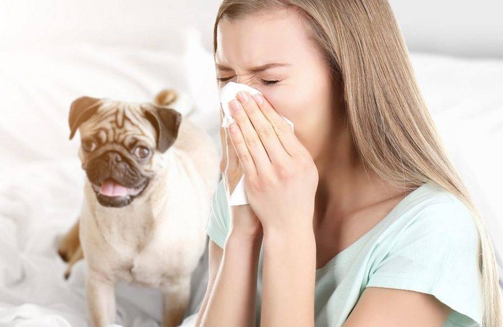 Почему собака часто чихает и стоит ли беспокоиться