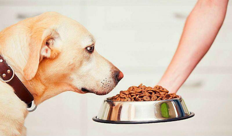 Питание собаки в период лактации. увеличение нормы корма. витамины.
