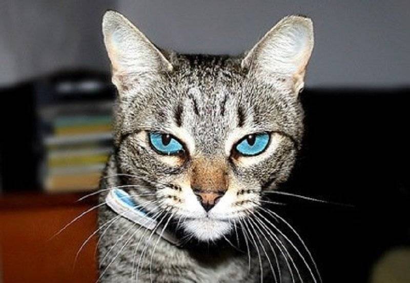 Тайская кошка: описание внешности и характера породы, уход за питомцем и его содержание, выбор котёнка, отзывы владельцев, фото кота