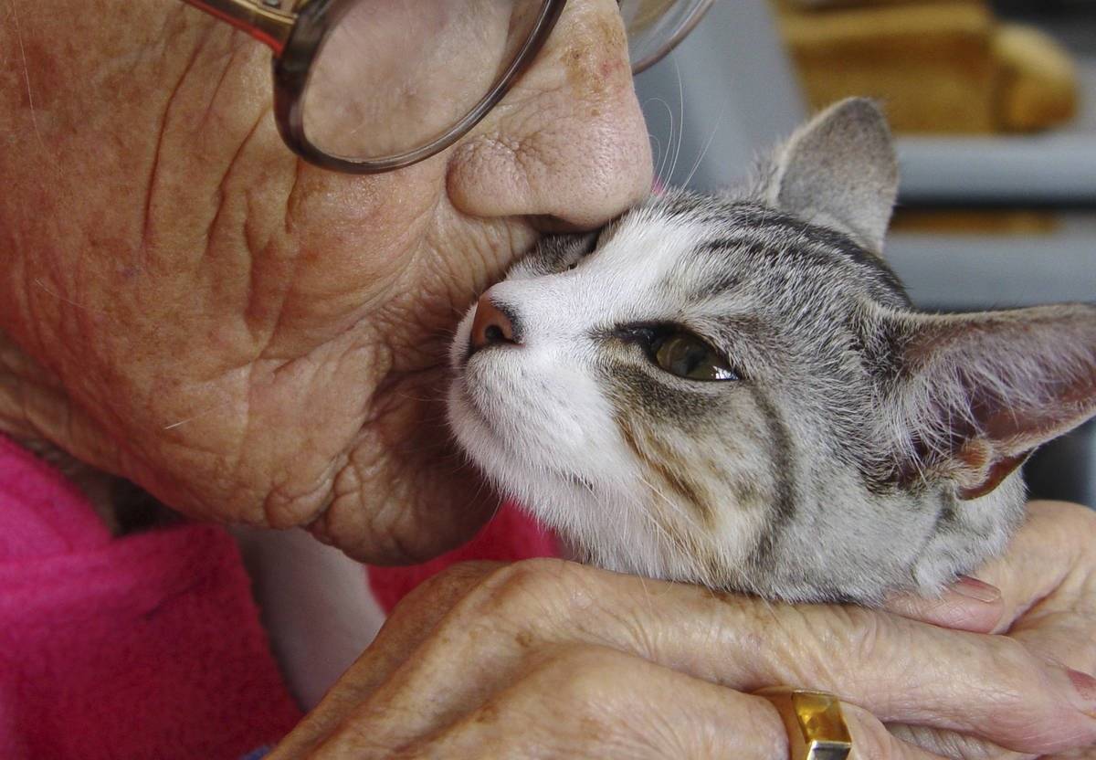 Кошачья старость — что нужно знать об уходе за стареющим животным