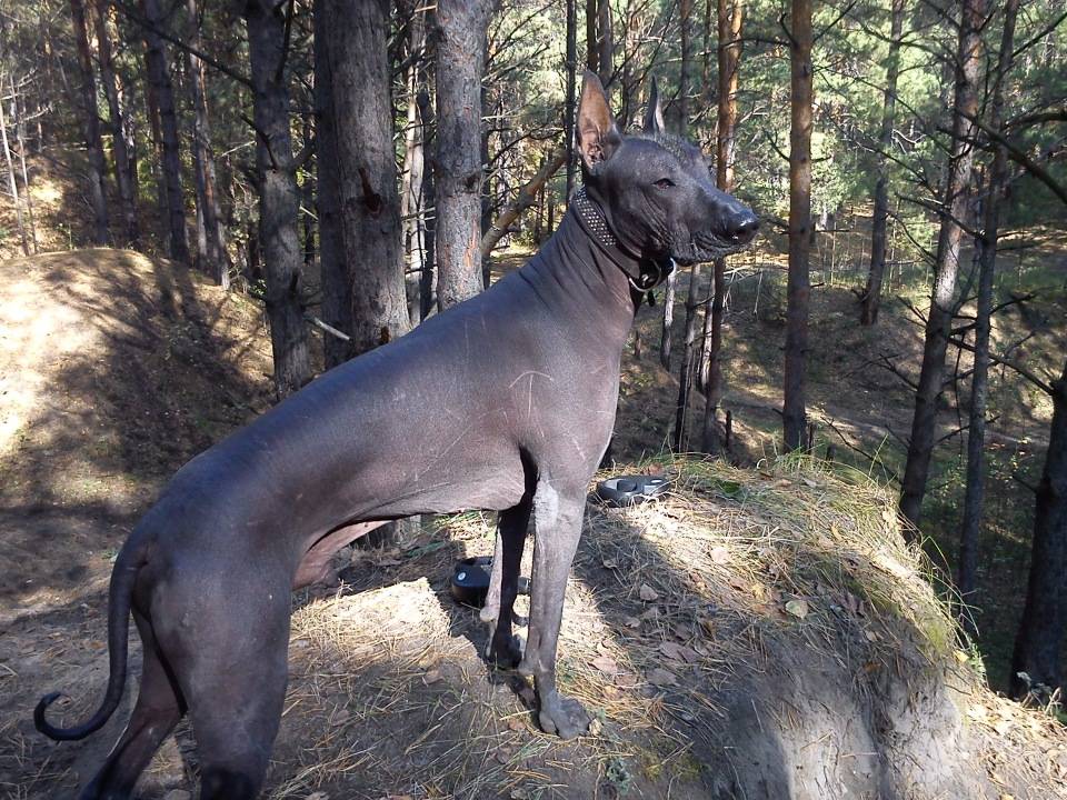 Лысая собака мексиканская: фото и описание ксолоитцкуинтли голой и в шерсти, характер и особенности