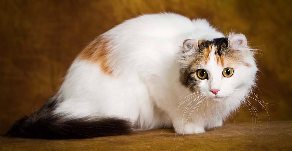 Американский кёрл (american curl) кошка: подробное описание, фото, купить, видео, цена, содержание дома