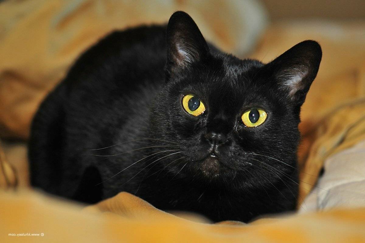 Серый кот: чем привлекает, популярные породы, особенности характера, приметы про серых котов