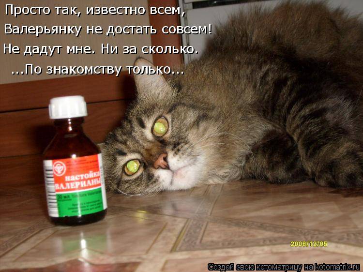 Можно ли давать коту валерьянку для успокоения - kotiko.ru