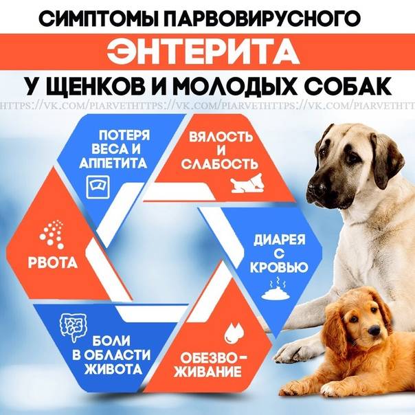 Парвовирусный энтерит у собак. симптомы, профилактика