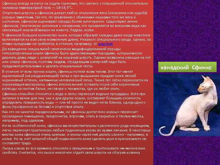 Украинский левкой: описание внешности и характера, уход за питомцем и его содержание, выбор котёнка, отзывы владельцев, фото кота
