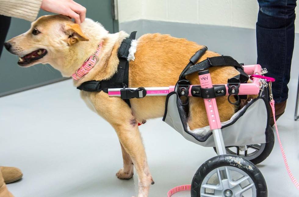 Коляски для собак (33 фото): описание прогулочных колясок для перевозки собак мелких пород