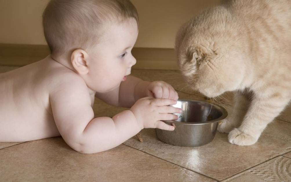Почему кошки закапывают еду после того как поели