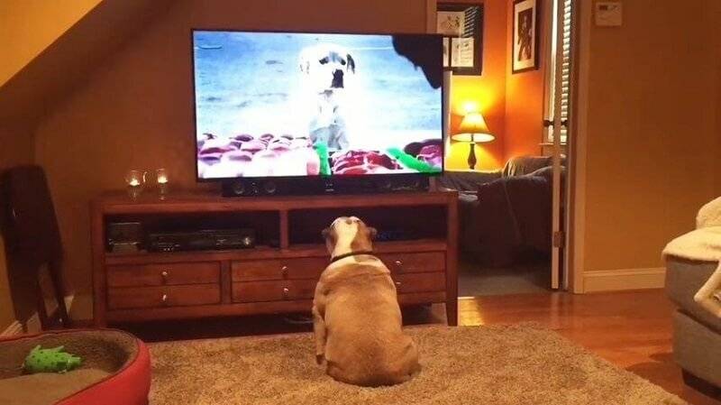 Ваша собака любит смотреть телевизор? что видят собаки, когда они смотрят телевизор? - советы для домашних животных 2021