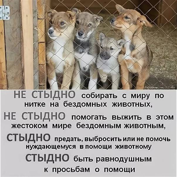 Календарь брошенных кошек: как работают лучшие команды, помогающие животным? | милосердие.ru