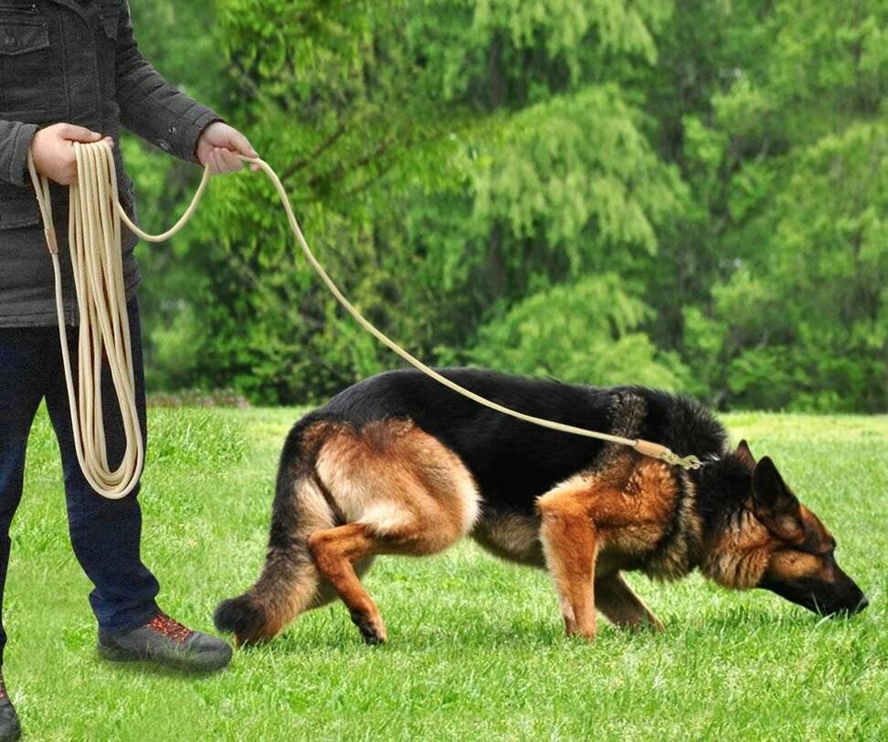 Как отучить собаку тянуть поводок на прогулке
как отучить собаку тянуть поводок на прогулке
