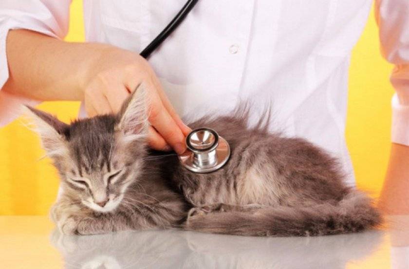 Болезни почек у кошек - симптомы и лечение заболеваний почек у кошек в москве. ветеринарная клиника "зоостатус"