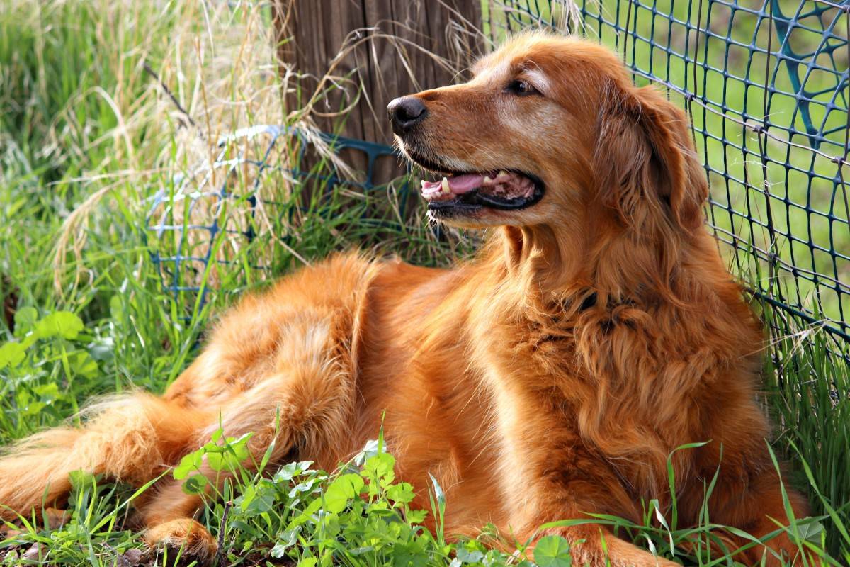 Самые преданные породы собак: самые верные хозяину псы, топ-10 лучших пород в мире, рейтинг маленьких собак для квартиры
