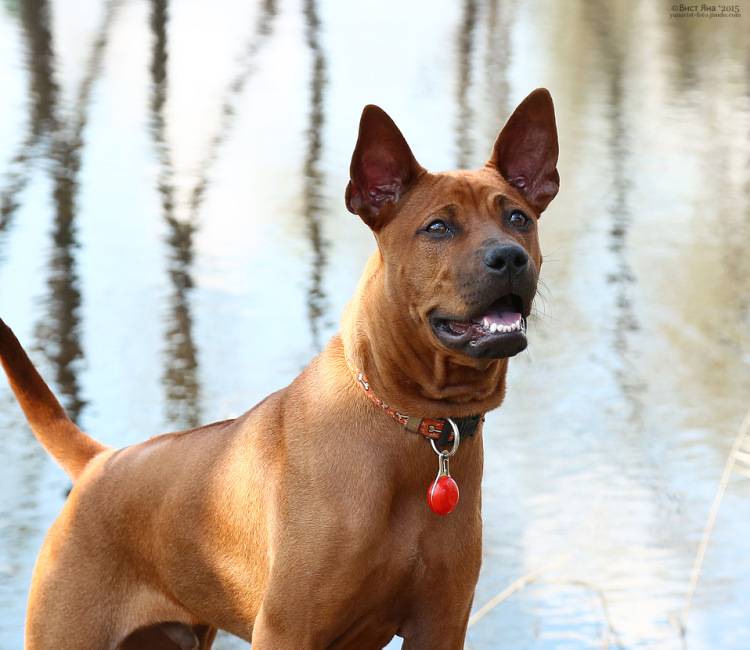 Тайский риджбек (тдр): описание породы собак с фото и видео