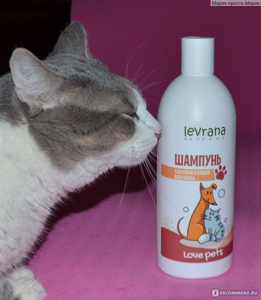 Шампуни для кошек – выбираем лучший шампунь | royal groom
