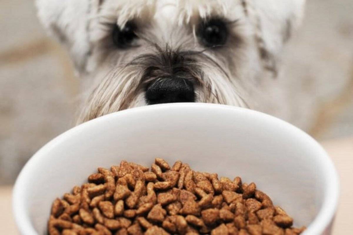 В чём заключается вред сухого корма для собак?
