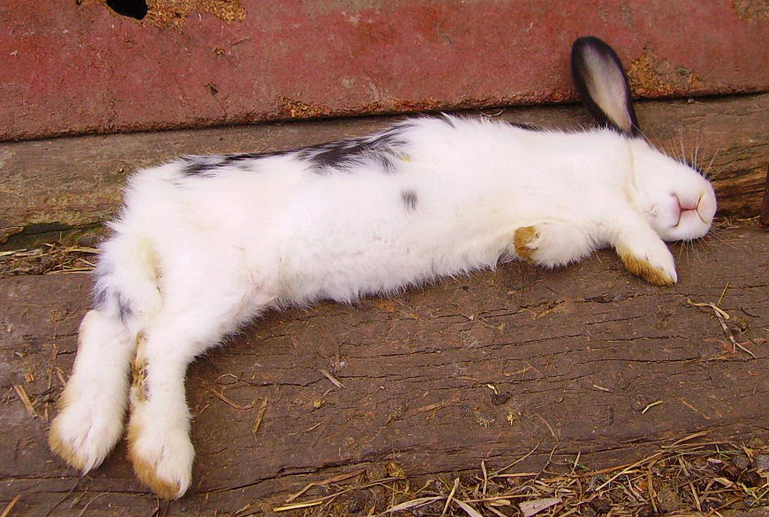 Мёртвый кролик: почему дохнут, что делать