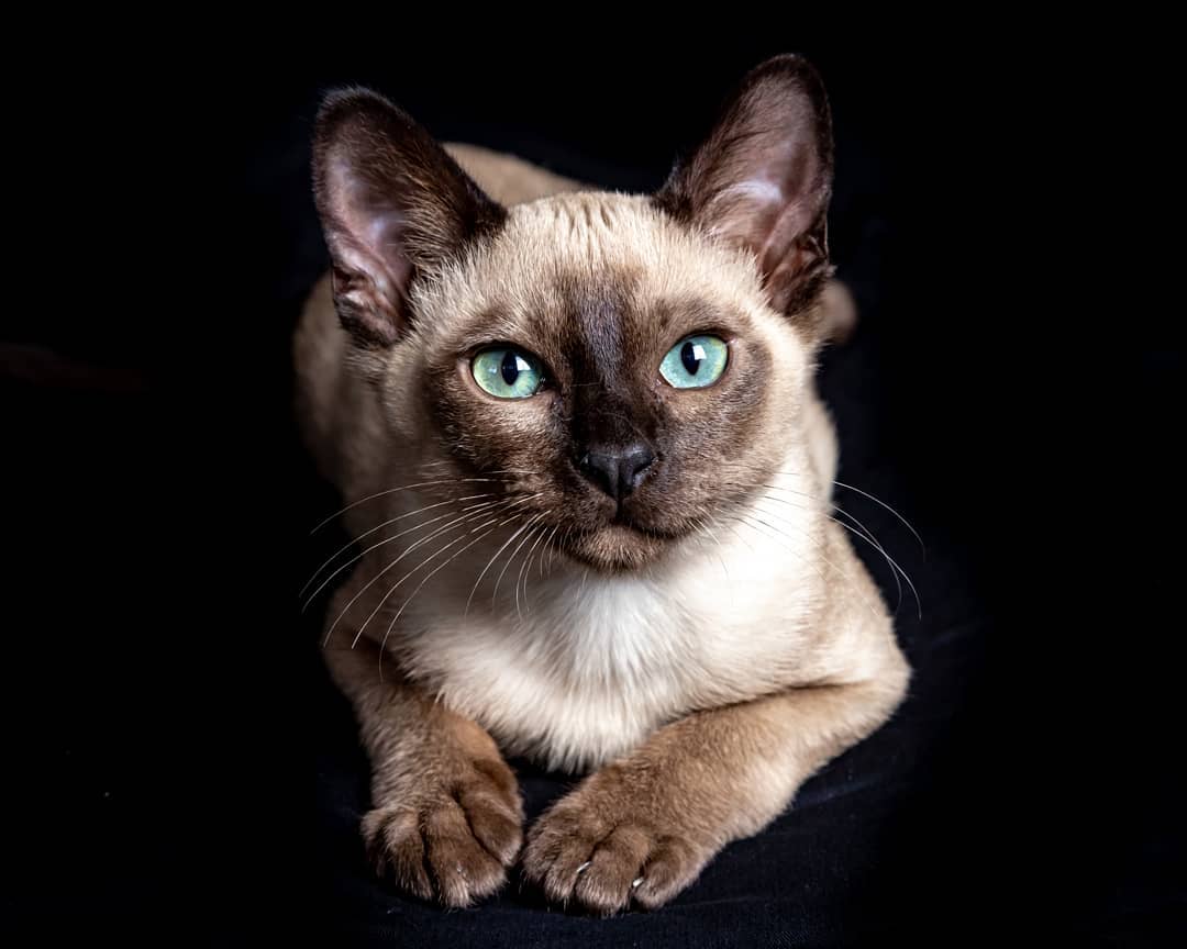 Тонкинская кошка: экзотическая красавица с глазами цвета аквамарин