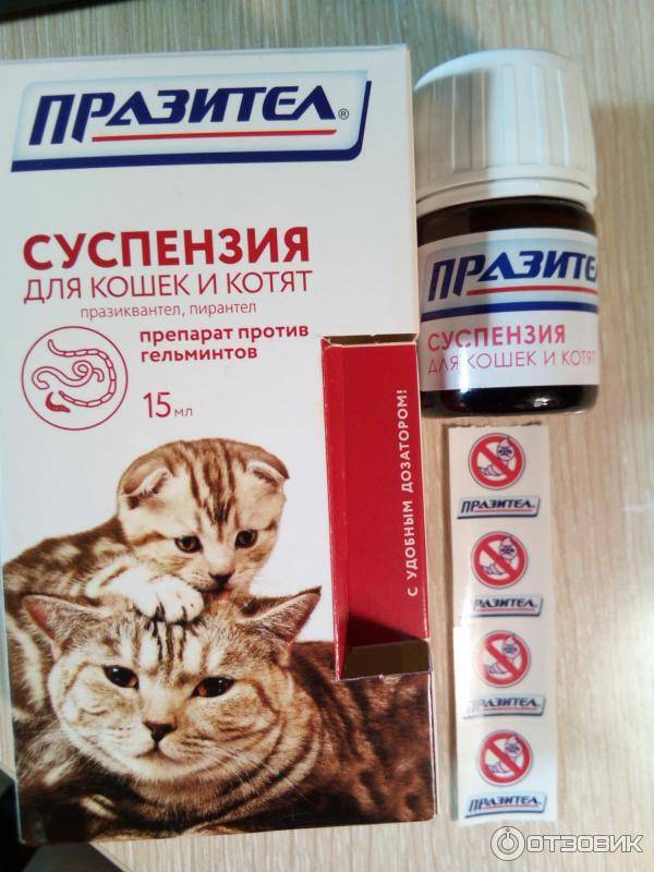 Празител для кошек: суспензия, таблетки, инструкция по применению, отзывы - kupipet.ru
