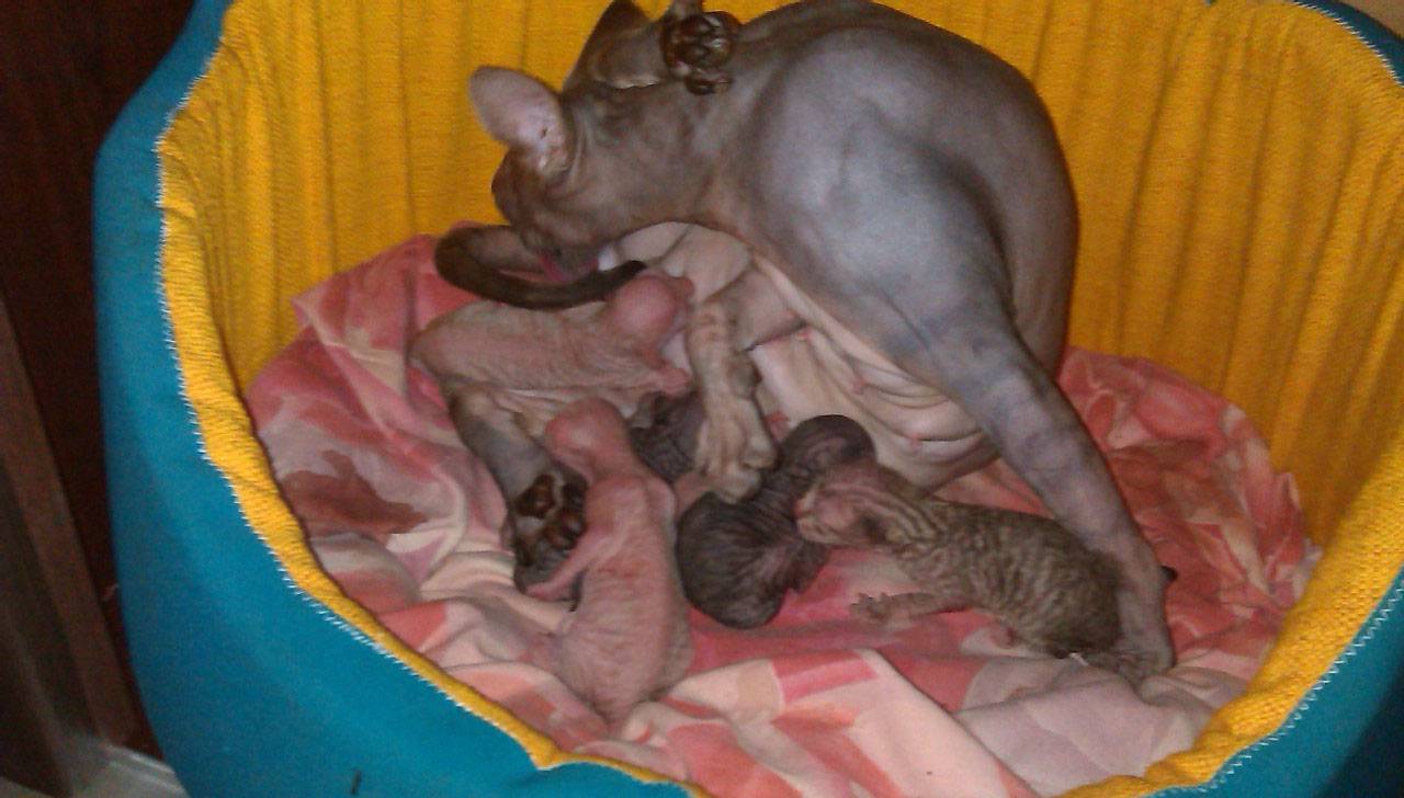 Почему кормящая кошка уходит от новорождённых котят? vovet.ru