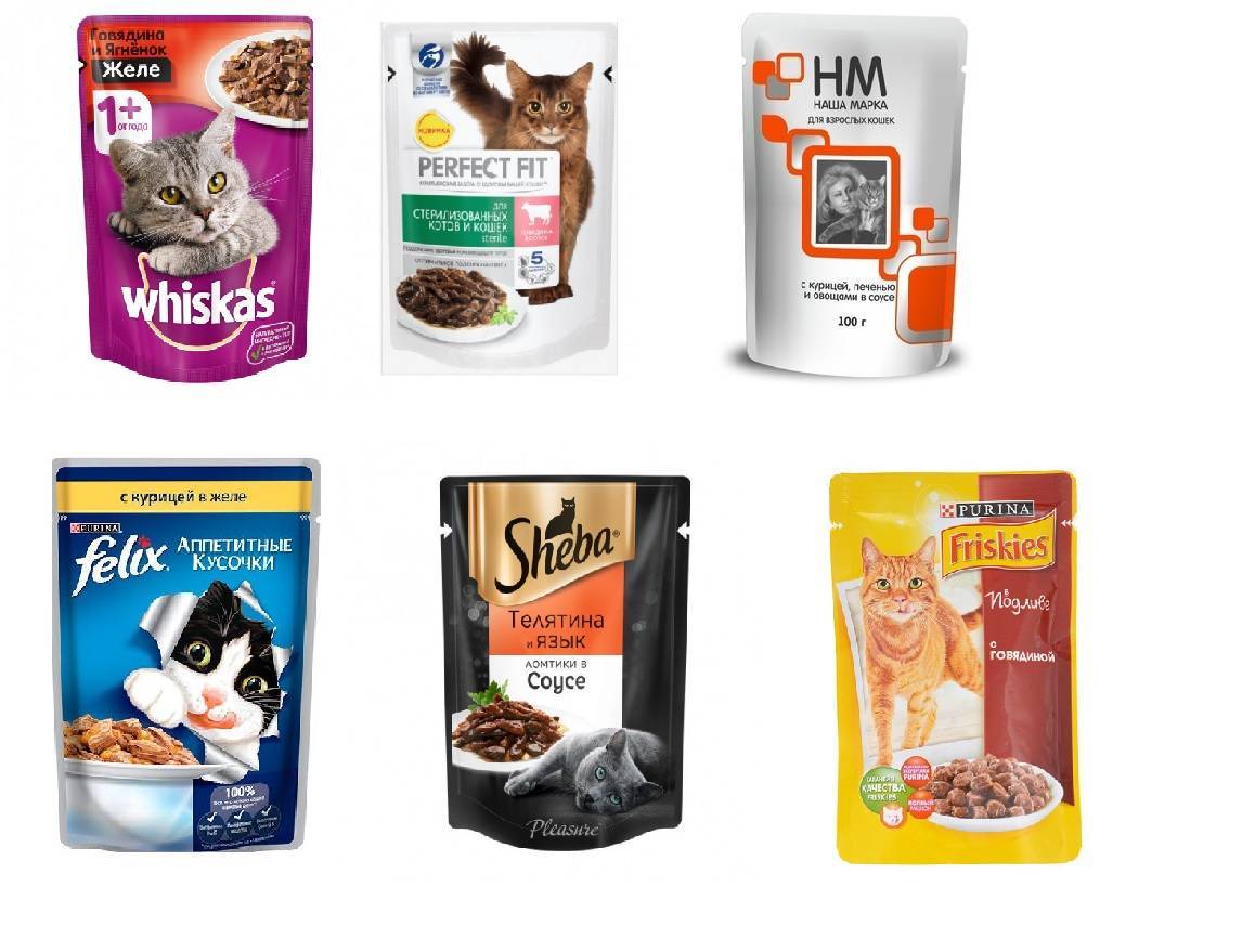 Рейтинг лучших кормов для котят разного класса: сухие корма и паучи – какой лучше выбрать