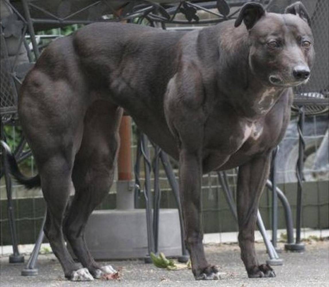 Топ-10 самые сильные породы собак в мире