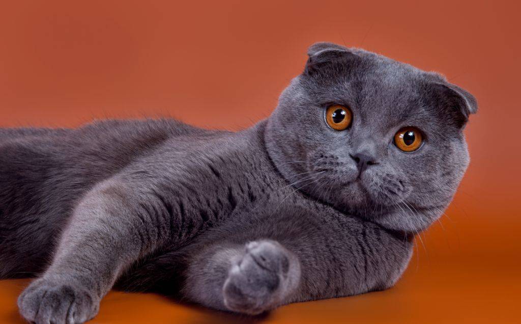 Шотландская вислоухая кошка: цена или сколько стоит кот, фото представителей породы