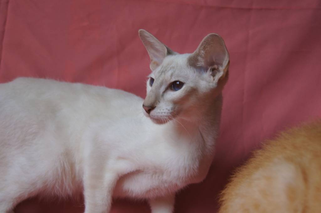 Самая ласковая, добрая и спокойная кошка: названия пород, их описания и фото