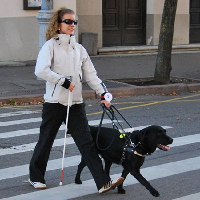 Дрессировка собак для слепых и плохо видящих | блог ветклиники "беланта"