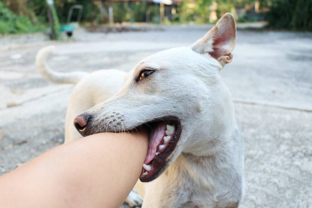 Как отучить кусаться щенка любой породы | блог ветклиники "беланта"