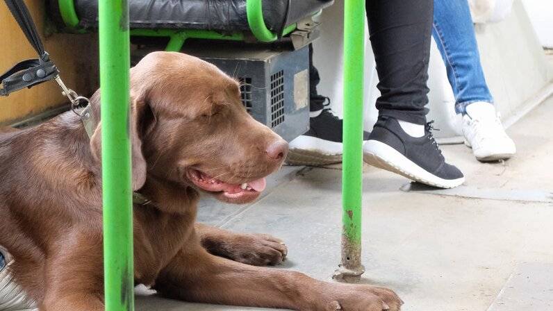 Собака-поводырь: фото и видео собак для слепых, подготовка и обучение собак-поводырей